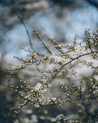 branches of a tree