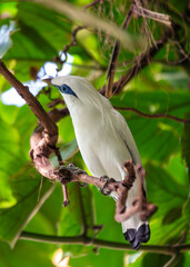 Bali Starling (Leucopsar rothschildi) - Indonesia's Critically Endangered Jewel
