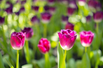 A bunch of pink flowers are in a field