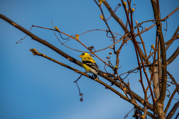 Goldfinch bird on a branch