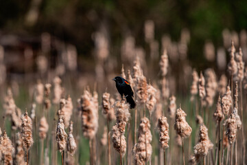 Red Winged Blackbird Perched in the Marsh