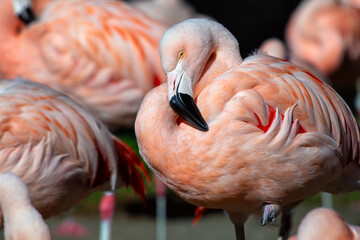 Chilean Flamingo (Phoenicopterus chilensis) - Andean Jewel of the High Plains