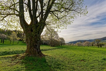 Kirschblüte in der Fränkischen Schweiz