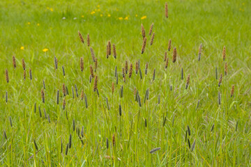 Field meadow foxtail grass in bloom, selective focus - Alopecurus pratensis 