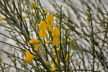 Bright yellow scotch broom flowers, selective focus with bokeh background - cytisus scoparius 