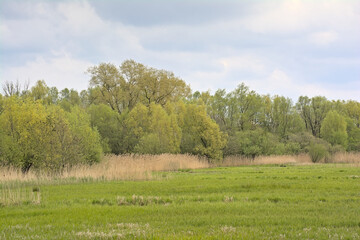 Green spring marsh landscape with meadow and forest in Bourgoyen nature reserve, Ghent, Flanders, Belgium 