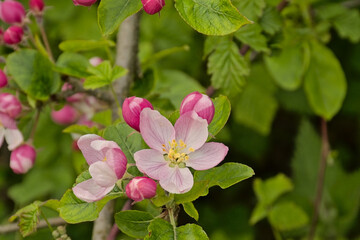Bright pink apple blossoms closeup.