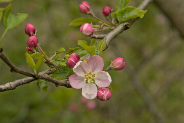 Light pink crab apple trees blossoms in the garden, selective focus with bokeeh background 