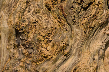 Closeup of rough worn bark surface of an old willow 