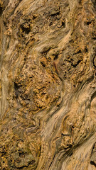 . Closeup of rough worn bark surface of an old willow 