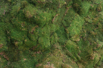 artificial moss texture wallpaper background