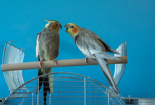 Papugi Nimfy relacja 1