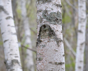 シラカバの「への字」 / Traces of white birch branches looks like the letter 