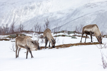 Rentiere - Tromso
