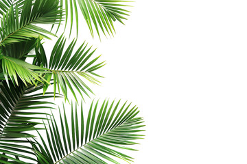 Palm Branches Isolated on a Transparent Background