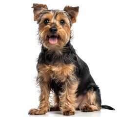 yorkshire terrier, sitting on white background