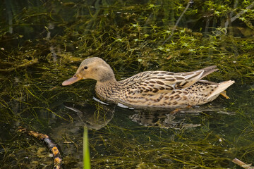 Female mallard duck swimming in the lake - Anas platyrhynchos 