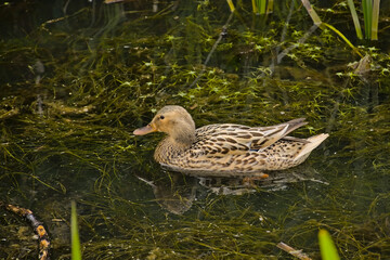 Female mallard duck swimming in the lake - Anas platyrhynchos 