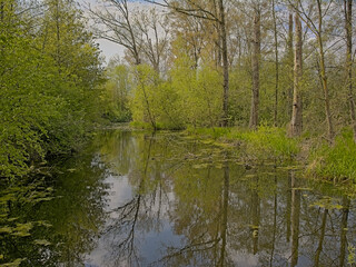 Fresh green spring trees reflecting in the water of a stream on a cloudy spring day in Bourgoyen nature reserve, Ghent, Flanders, Belgium 