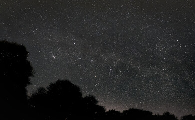 Casiopea through the woods