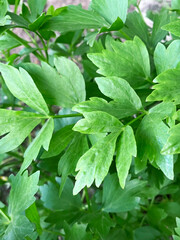 green leaves of the Lovage plant (lat. Levisticum) growing in a vegetable garden