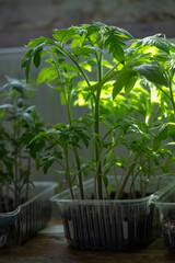 Lush tomato seedlings with vibrant green leaves flourish in clear containers under artificial grow lights, showcasing modern indoor gardening techniques.
