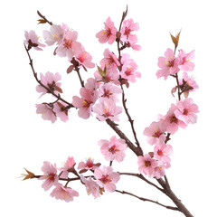 Romantic Pink Cherry Blossom Branches on White Background