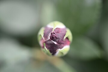 バラの蕾のアップ