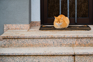 red cat on the doorstep of the house. the cat brings good luck, catches mice