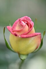 バラのアップ。黄色い花びら