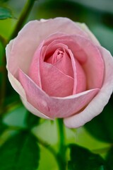 淡いピンクのバラのアップ