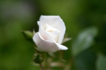 白いバラの蕾
