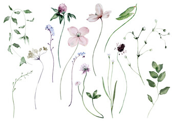 Watercolor Illustration Set with Wildflowers, Field Plants and Leaves.