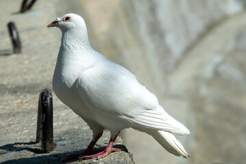 A white pigeon. A breed of pigeons (turbit) like paloma. Bird of peace