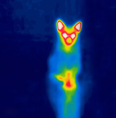 The dog begs for food on its hind legs. Stand on your hind legs. Image from thermal imager device.