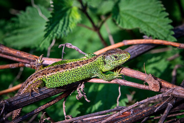 Zauneidechse ( Lacerta agilis ).