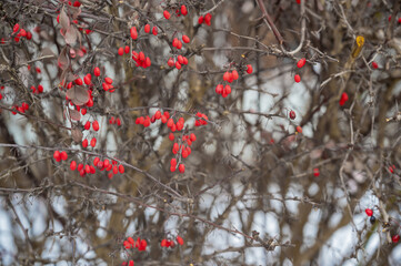 Bunches of ripe red berry barberry in autumn garden. Thunberg berberis fruits bitter in taste and inedible. Ornamental plant used in hedges and border plants. Acidic spice. Alternative medicine.
