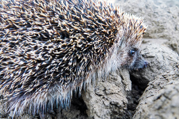 White-breasted hedgehog (Erinaceus concolor) on a plowed field. Crimea. Macro