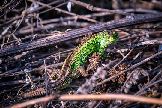 Zauneidechse ( Lacerta agilis ).