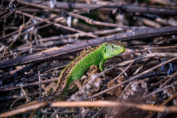 Zauneidechse ( Lacerta agilis ).
