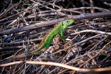 Zauneidechse ( Lacerta agilis ).