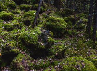moss covered rocks