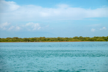Mangrove forests in the Persian Gulf. Hara tree (Avicennia marina) main type of aquatic vegetation....