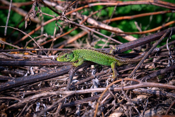 Zauneidechse ( Lacerta agilis ).