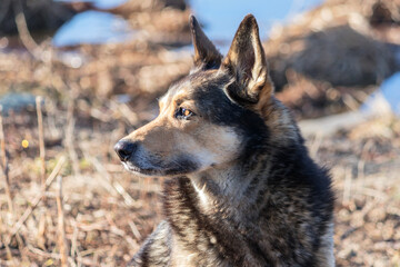 An adult yard dog with a beautiful muzzle in the foreground.