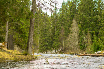 Landscape of a spring high coniferous forest with a flowing river.
