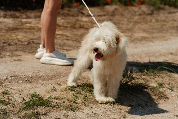 White dog puppy walks in a poppy field. Natural background with dog puppy walks on a summer Sunny meadow surrounded by flowers.