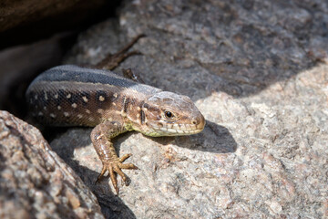 Zauneidechse ( Lacerta agilis ).