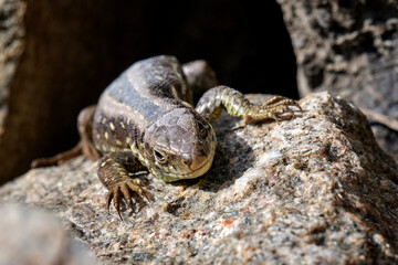 Zauneidechse ( Lacerta agilis ).