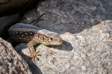Zauneidechse ( Lacerta agilis ).